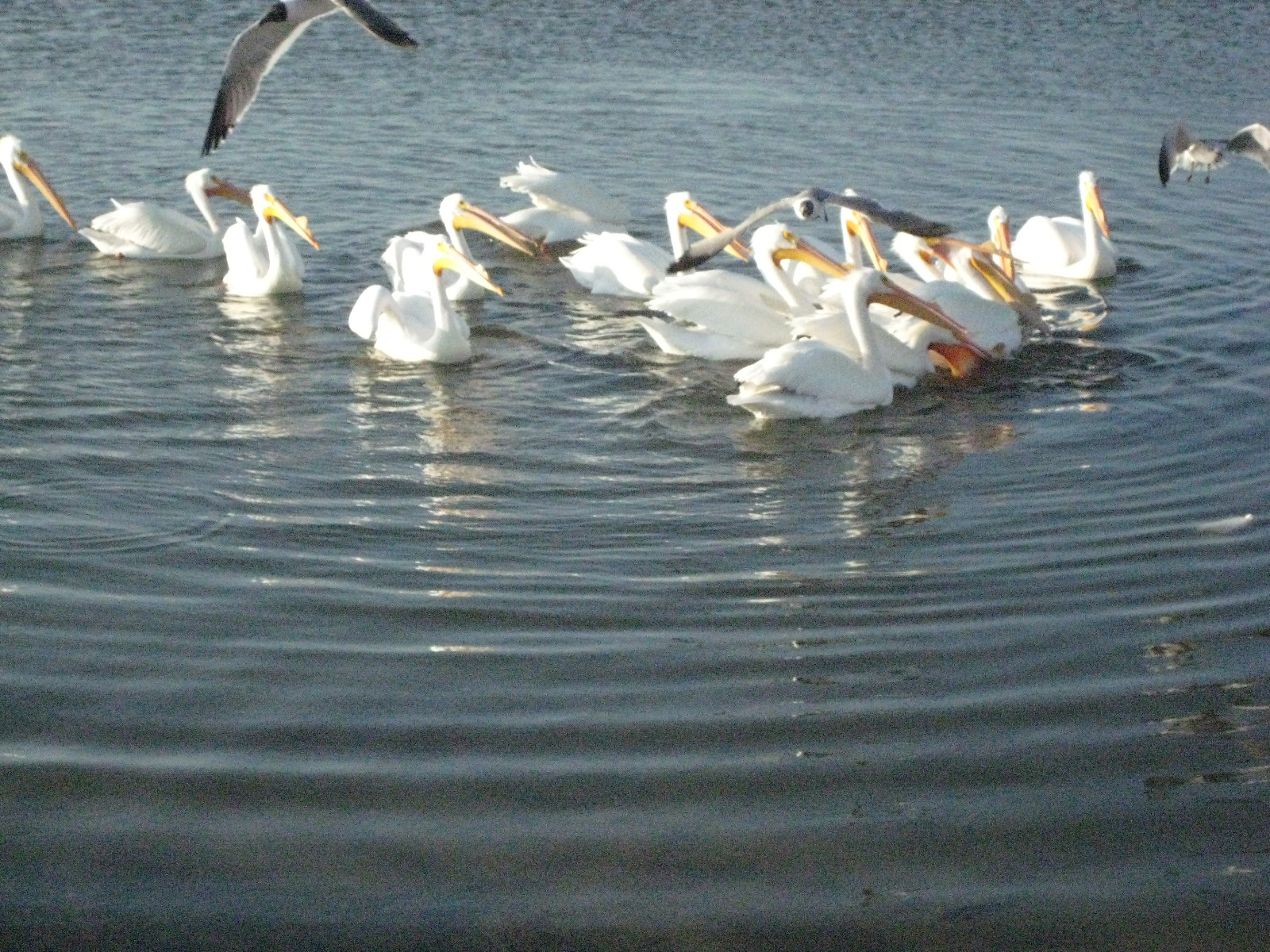 Birds!